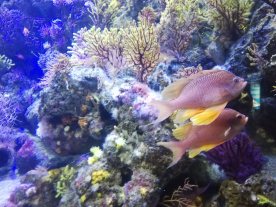 Fishes in Barcelona Aquarium