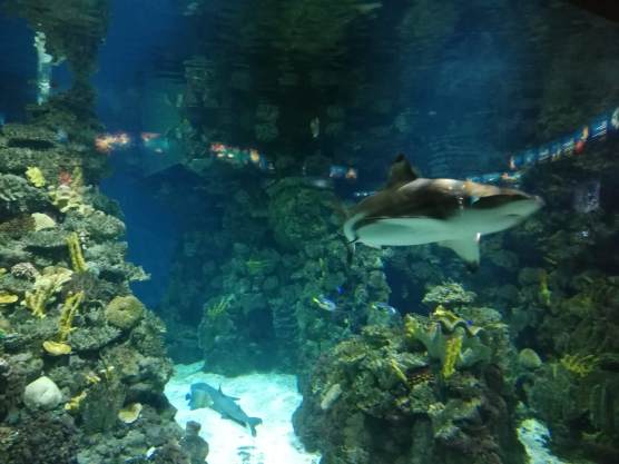 Shark in the Aquarium