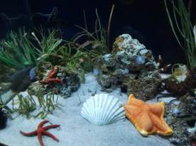 Shells in Barcelona Aquarium